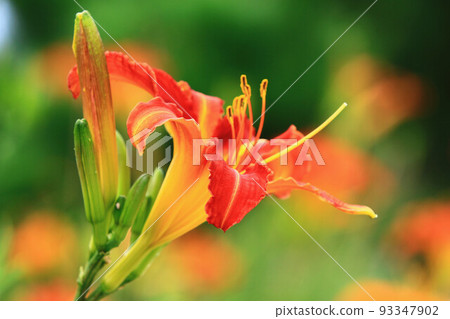 Broken gold needle flower 93347902