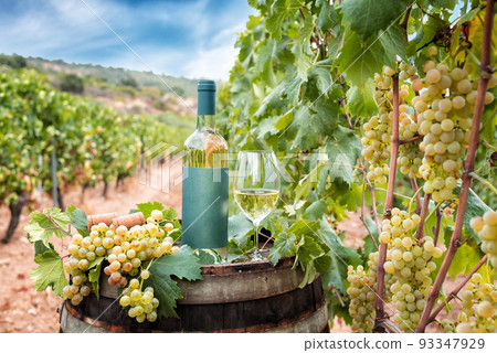 Bottle and goblet of Vermentino wine over the barrel in a vineyard. Agriculture. Bottle and goblet of Vermentino wine over the barrel in a vineyard. Agriculture. 93347929