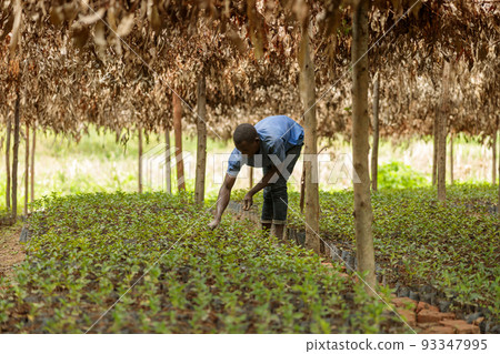Male worker caring for coffee sprouts on a plantation Male worker caring for coffee sprouts on a plantation 93347995