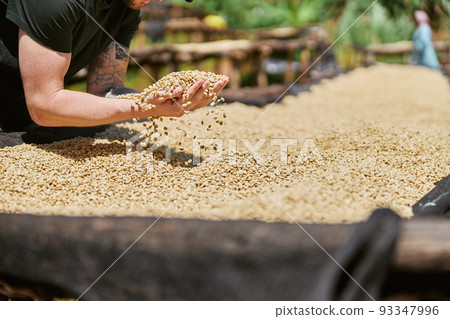 Young man picking out fresh coffee beans at washing station Young man picking out fresh coffee beans at washing station 93347996
