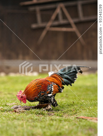 Small bantam chicken rooster with bright red comb and green tail, walking on green grass yard, view from side 93348199