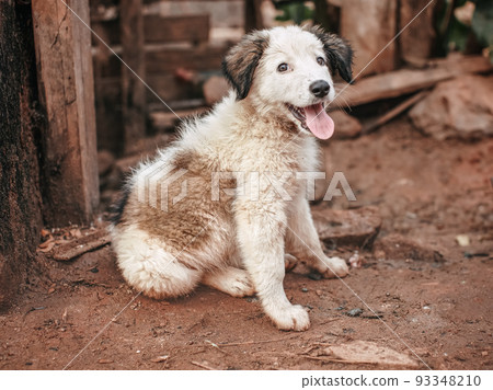 Small cute stray dog puppy resting on dirty ground at house yard, mouth open, tongue out, as if it's smiling 93348210