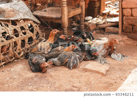 Group of small chickens and hens on dirty yard ground, provisional wicker cage near, closeup detail from typical village in Africa Group of small chickens and hens on dirty yard ground, provisional wicker cage near, closeup detail from typical village in Africa 93348211
