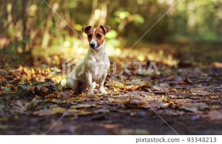 Small Jack Russell terrier sitting on forest path with yellow orange leaves in autumn, blurred trees background Small Jack Russell terrier sitting on forest path with yellow orange leaves in autumn, blurred trees background 93348213