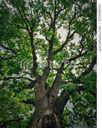 A look up at the green crown of a 350 year Pedunculate Oak located near Curchi Monastery in Orhei, Moldova. Majestic tree as natural landmark 93348824