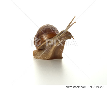 Helix pomatia.Grape snail standing surprised isolated on white background. Macro shot. 93349353
