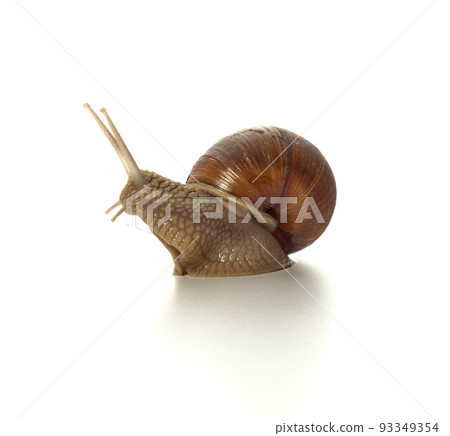Helix pomatia.Grape snail isolated on white background. Macro shot. Helix pomatia.Grape snail isolated on white background. Macro shot. 93349354