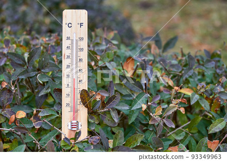 Close-up photo of household alcohol thermometer in the branches of the plant showing temperature in degrees Celsius. Outdoors. Close-up, selective focus Close-up photo of household alcohol thermometer in the branches of the plant showing temperature in degrees Celsius. Outdoors. Close-up, selective focus 93349963