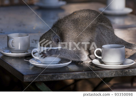 Vervet monkey,Kruger National Park,South Africa Vervet monkey,Kruger National Park,South Africa 93350098