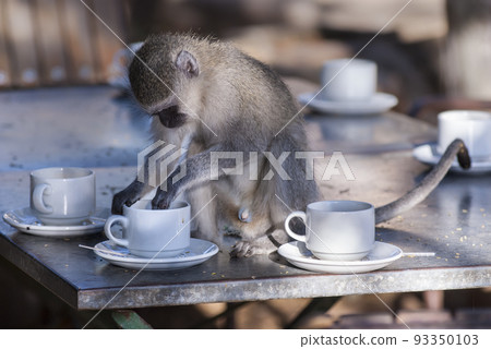 Vervet monkey,Kruger National Park,South Africa Vervet monkey,Kruger National Park,South Africa 93350103