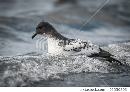 Cape petrel swimming in Antarctic waters. 93350203