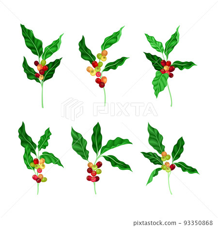 Set of coffee tree branches. Twigs with green leaves and coffee berries cartoon vector illustration Set of coffee tree branches. Twigs with green leaves and coffee berries cartoon vector illustration 93350868