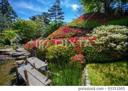Wooden bridges and hill covering red and white - fantastic Rhododendons blossoms! 93351005