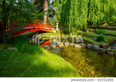Red japanese (wooden) bridge, , green grass and huge  willow tree - fantastic Rhododendons blossom  now  japanese garden of Albert Kahn museum! 93351008