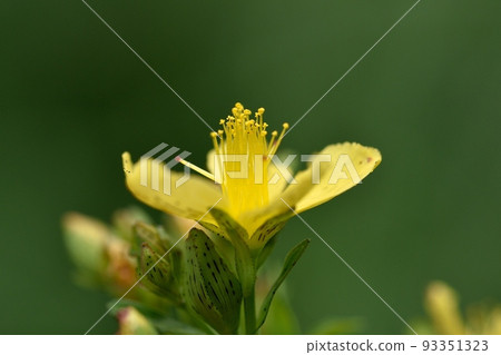 Flower of Otogirisou 93351323