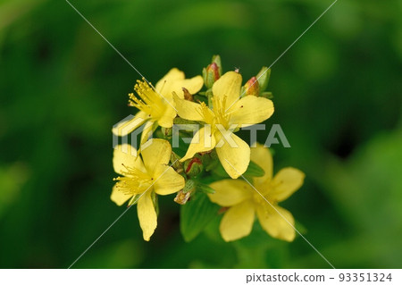 Flower of Otogirisou 93351324