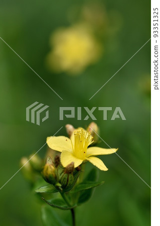 Flower of Otogirisou 93351325