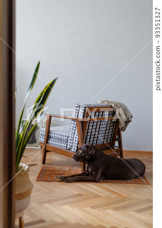 Labrador retriever dog is lying on the floor in a cozy apartment. beautiful interior of a vase chair and a dog. obedient domestic dog chocolate labrador. 93351327