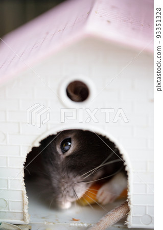 rat in a cage eats a carrot or pumpkin. a homemade hand-made decorative rat is a pet at home or in a pet store. 93351328