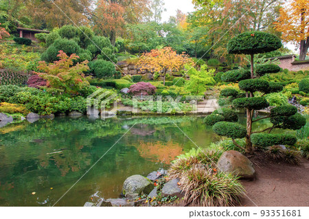 Carps KOI and small waterfall  and orange nature , yew tree, and other  in Kaiserslautern japanese garden in fall  orange colors and reflections in watre 93351681