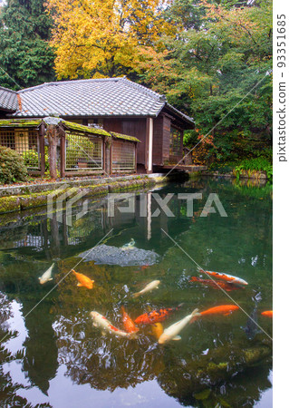 Carps KOI and Authentical tea house in Kaisewrslautern japanese garden in fall 93351685