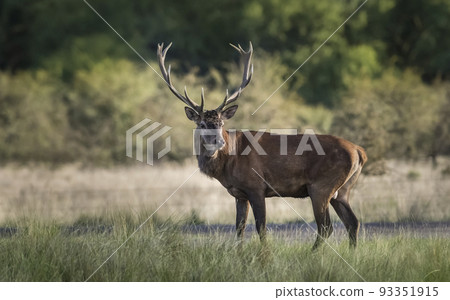 Male Red Deer, in rut season, La Pampa, Argentina 93351915