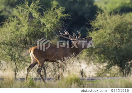 Male Red Deer, in rut season, La Pampa, Argentina 93351916