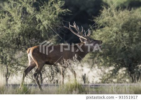 Male Red Deer, in rut season, La Pampa, Argentina 93351917