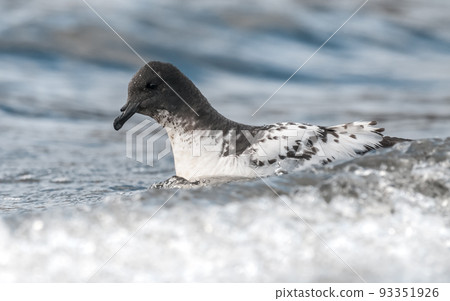 Cape petrel swimming in Antarctic waters. 93351926