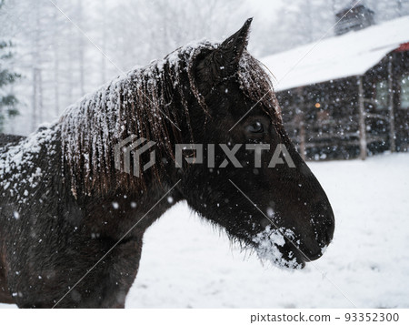 Hokkaido horse in winter 93352300