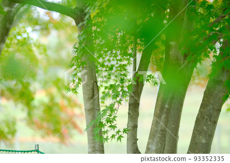 綠色秋葉 93352335