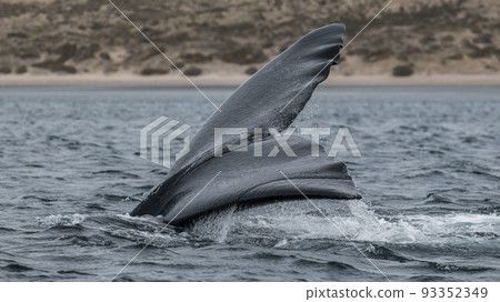 Right whale tail, Peninsula Valdes,Patagonia , Argentina 93352349