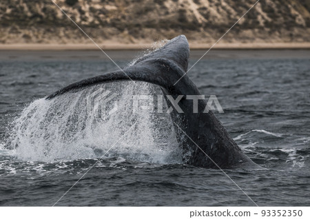 Right whale tail, Peninsula Valdes,Patagonia , Argentina 93352350