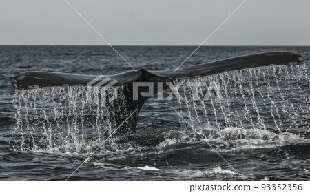 Right whale tail, Peninsula Valdes,Patagonia , Argentina Right whale tail, Peninsula Valdes,Patagonia , Argentina 93352356