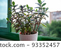 Crassula ovata plant growing on the windowsill. Known as jade plant, lucky money tree in front of a window, selected focus. Closeup view of succulent plant of green leaves for poster, branding 93352457