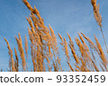 Golden dried grass stems against blue sky background. Autumn field grass against the sky for publication, design, poster, calendar, post, screensaver, wallpaper, postcard, banner, cover, website. A 93352459