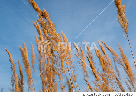 Golden dried grass stems against blue sky background. Autumn field grass against the sky for publication, design, poster, calendar, post, screensaver, wallpaper, postcard, banner, cover, website. A Golden dried grass stems against blue sky background. Autumn field grass against the sky for publication, design, poster, calendar, post, screensaver, wallpaper, postcard, banner, cover, website. A 93352459