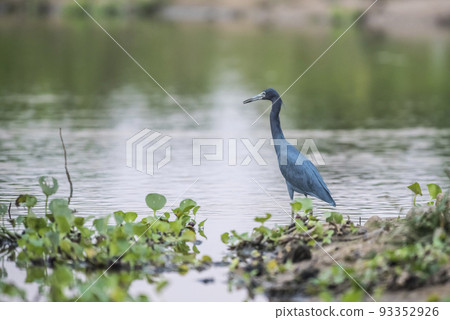 Little Blue Heron,egretta caerulea,Pantanal, Brazil Little Blue Heron,egretta caerulea,Pantanal, Brazil 93352926