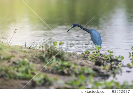 Little Blue Heron,egretta caerulea,Pantanal, Brazil Little Blue Heron,egretta caerulea,Pantanal, Brazil 93352927