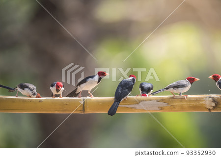 Yellow billed Cardinal,perched on a liana,Pantanal forest, Brazil 93352930
