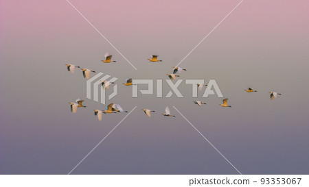 Flock of herons flying,Patagonia,Argentina Flock of herons flying,Patagonia,Argentina 93353067