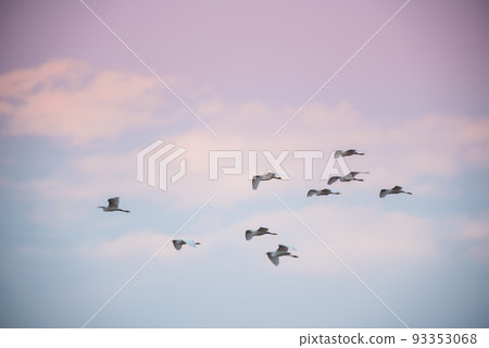 Flock of herons flying,Patagonia,Argentina 93353068