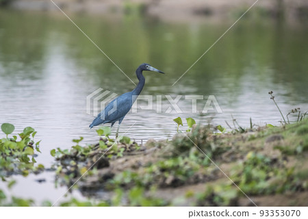 Little Blue Heron,egretta caerulea,Pantanal, Brazil Little Blue Heron,egretta caerulea,Pantanal, Brazil 93353070
