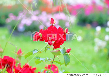 Rose Flower Minor Fair Rose Flower Minor Fair 93353135