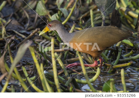Giant Wood rail, Pantanal, Brazil Giant Wood rail, Pantanal, Brazil 93353266