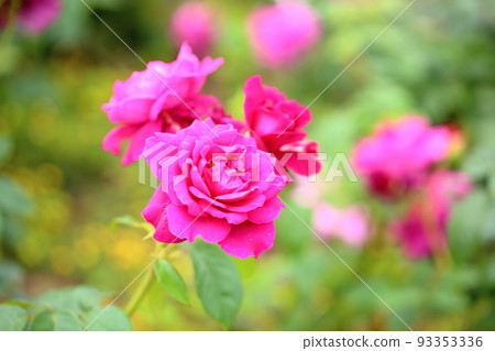 Rose Flower Intrigue 93353336