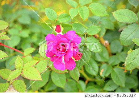 Rose Flower Intrigue 93353337
