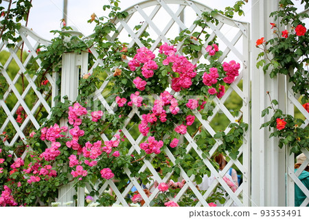 Rose flowers Angela 93353491