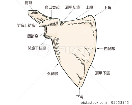 肩胛骨 肩胛骨 93353545