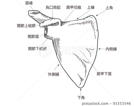肩胛骨 肩胛骨 93353546